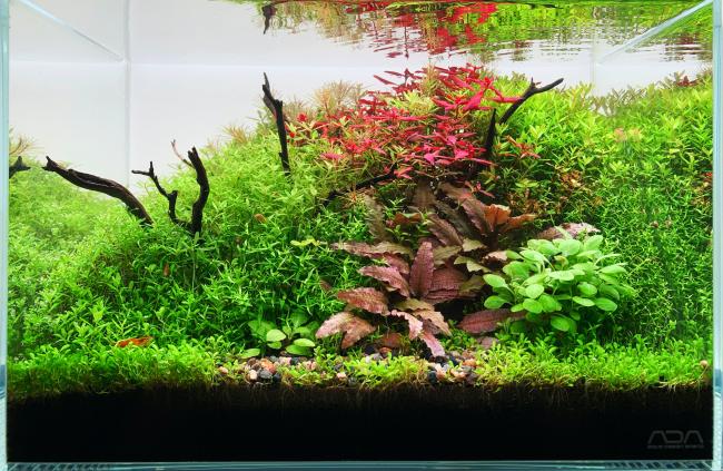 Underwater Garden containing healthy, colourful plants in a tiny nano tank