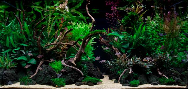 Tank heavily planted with underwater plants. V shape, two island's, left side bigger and right side smaller. 