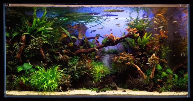 Naturestyle Aquascape with black lava stones, white sand and roots planted with a variety of plants