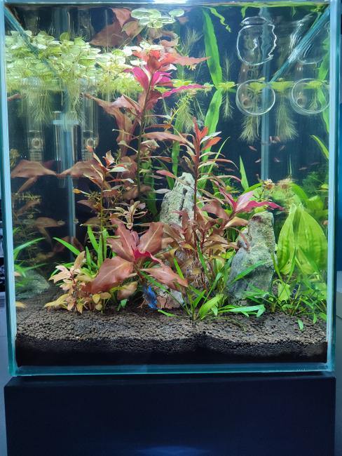 My cube LowTech tank.