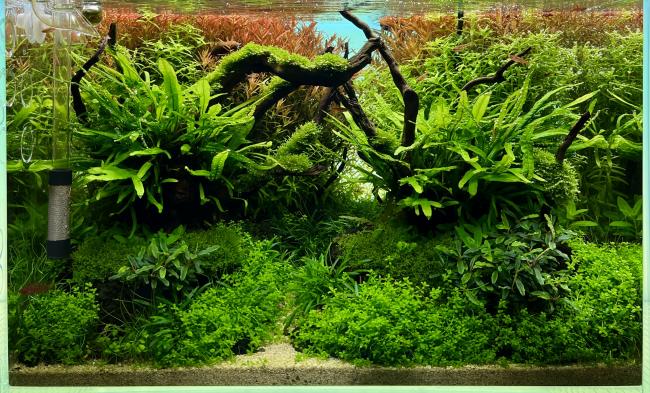 45P Aquascape "Unknown Destination " Marco Teskera