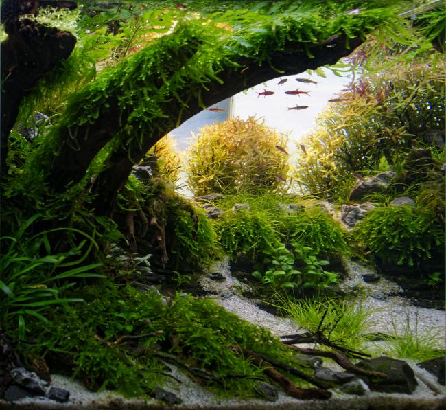 Tried to make tank look much deeper by using side reflection