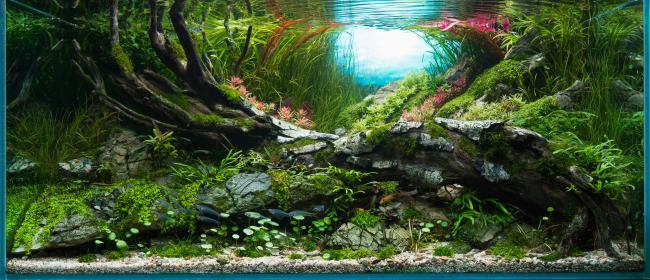 Afterlife is about the use of a dead tree underwater, as a hiding place for fishes, as a suport for mosses and plants, reasons why I chosed fish looking like ghosts ( soul of the tree leaving)