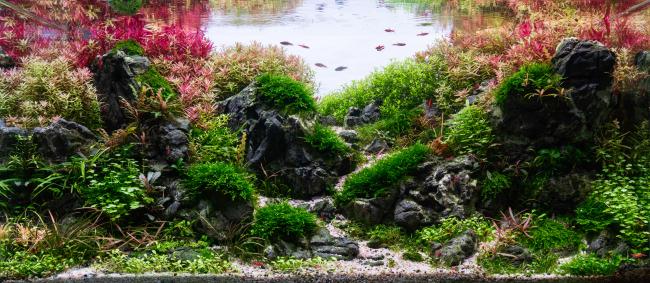 Created a valley with lush plants for my fish