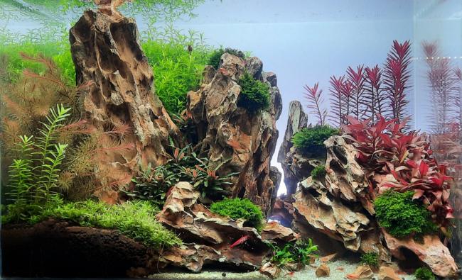 Aquascape 