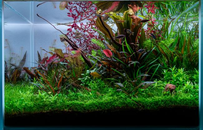 nature style layout, with different fishes and colorful plants