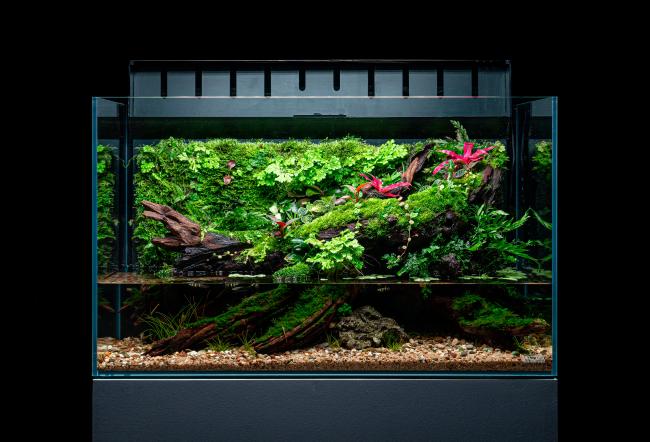 this layout have twisted driftwood with lush moss an vibrant tropical plants, above a clear stone lined aquatic base