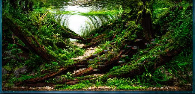 branches overgrown with moss that have been flooded by a stream