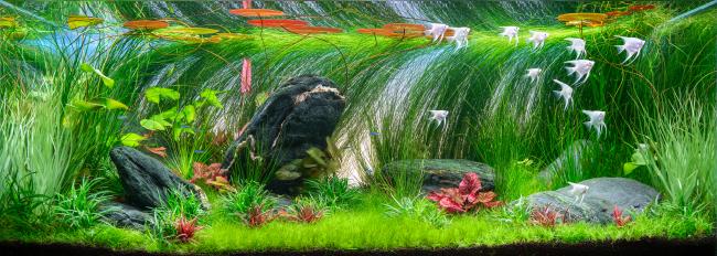 Krásně upravené akvárium s tmavými kameny, svěží zelení a barevnými rostlinami. V klidné vodě plavou bílé andělské rybky a na hladině se vlní oranžové listy leknínů.
