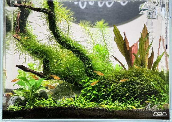 ADA Green Cube Mini M tank 