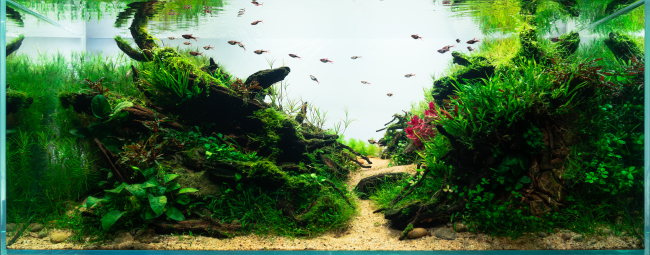 Full picture of my contest tank