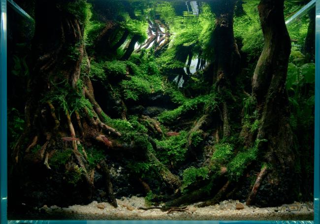 A shadowy glimpse into Yakushima's forest, where dusk unveils mossy roots and secrets beneath the canopy