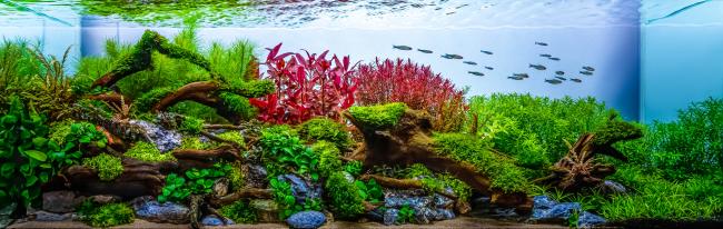 An aquarium of 9 months which really has a moderately easy planting!! It consists of 12 types of plants of moderate and difficult management that consume dioxide!!