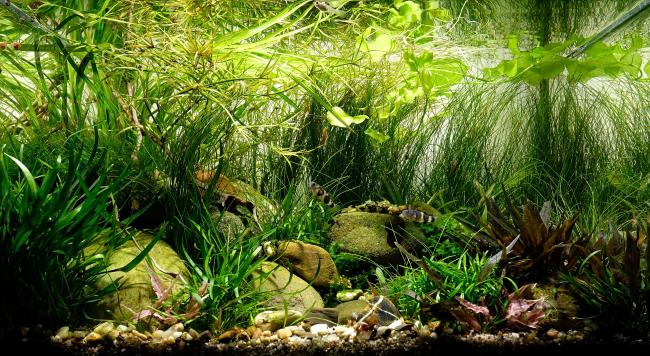On the picture is a planted tank with striped fishes.