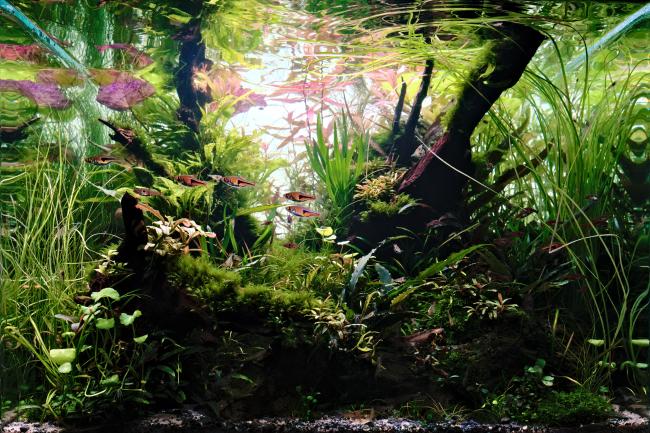 A nature aquarium with small fish