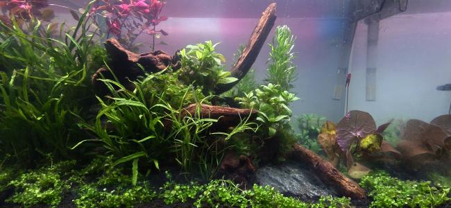 UNS 45U, set up in nature style with a variety of different plants