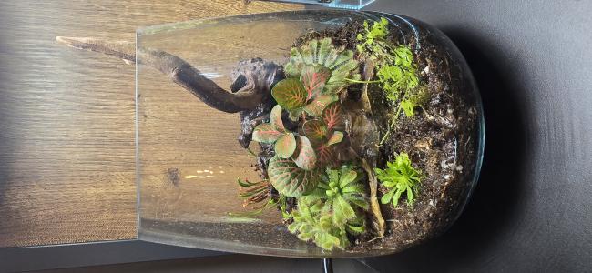 Carnivore plant arrangement surrounding a driftwood root