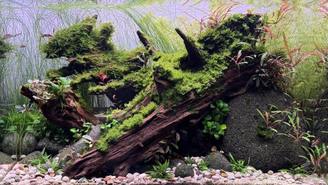 Driftwood with Moos in v-shape with Lava pebbels 