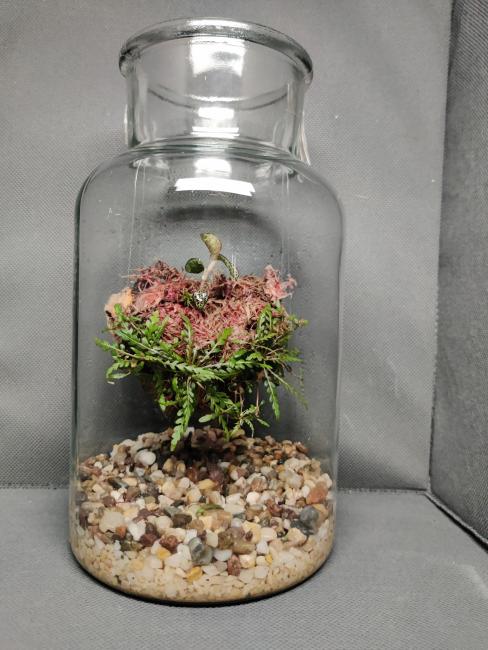 The image shows a glass jar terrarium. Inside the jar, at the base, there is a layer of small, colorful pebbles in shades of white, beige, brown, and grey. Suspended above the pebbles, without visibly touching the bottom is a round moss ball (Sphagnum Rubella) placed on a cork bark wrapped in delicate green fern-like plants (Hygrophila pinnatifida).  Growing from the top of the moss ball are a few small plants ( Anoectochilus roxburghii). The jar is cylindrical.