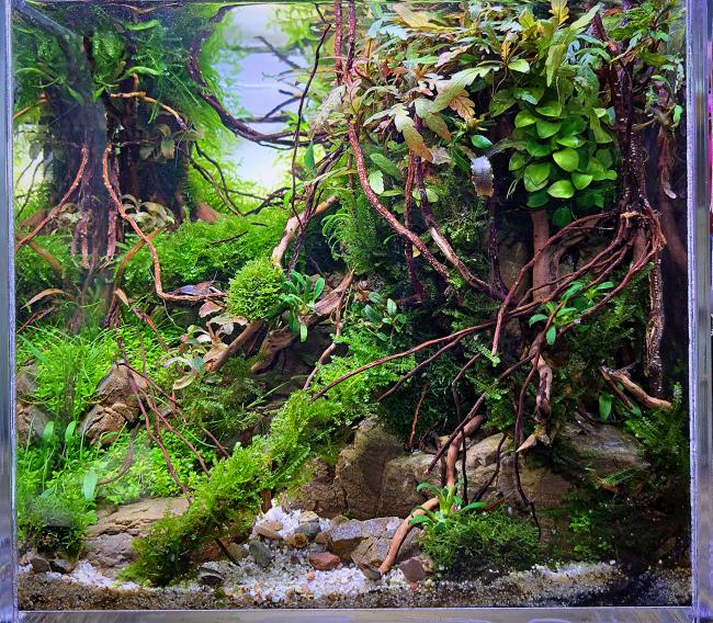 A steep valley with large tree in the foreground with roots entwined in moss