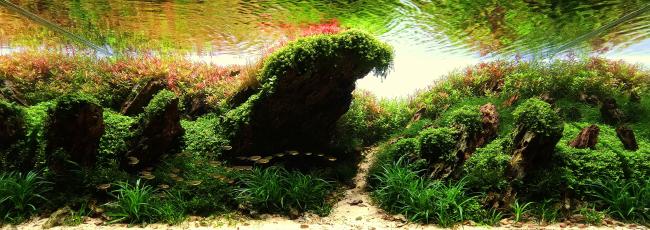 Tsunami waves created by stones and plants