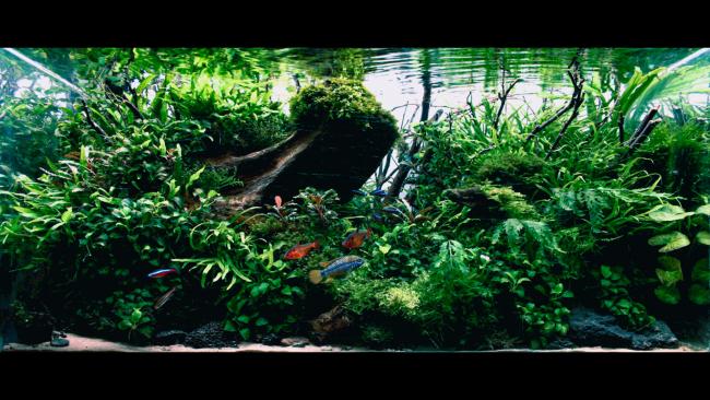 With this layout, I want to try go back to origins of Nature Aquarium and try to show in a layout, how much I admire the nature style and its creators.