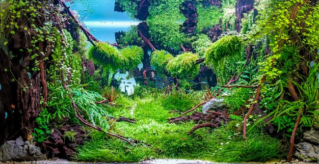 ancient forest with dragon wood and natural plants 