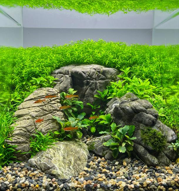 In the middle of the picture, the main element is the group of manten stones surrounded by lush plants, which is filled with life by the group of ember tetras.