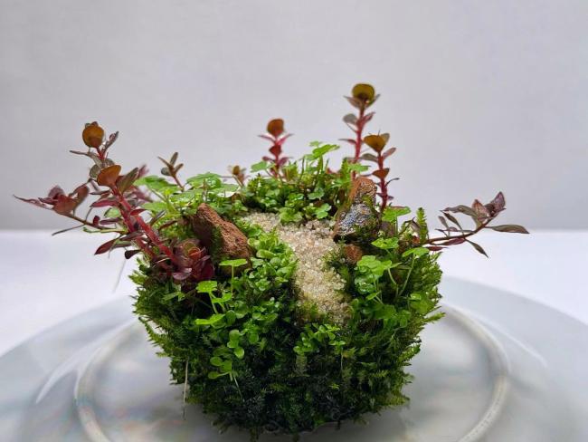 Small Wabikusa with a Sandpath in the middle leading to the back and green and red plants