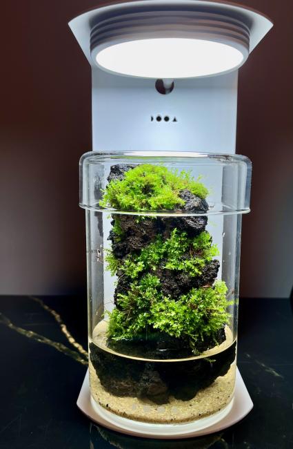 Dooa glass pot maru 15x9.5