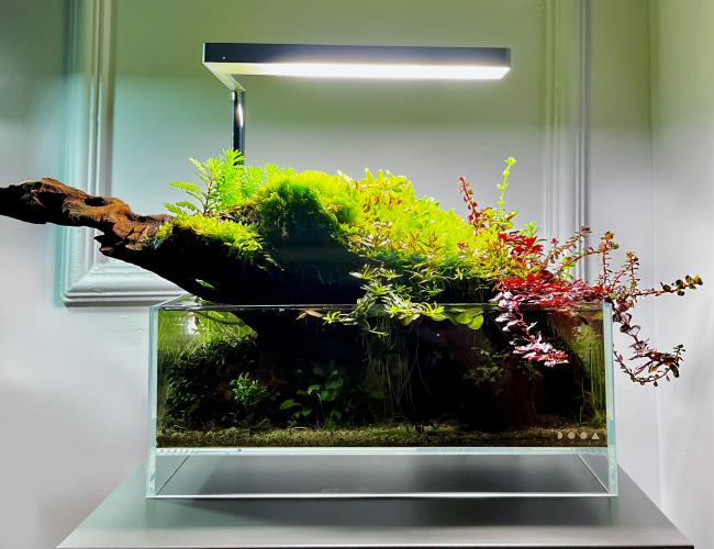 Dooa neo glass air 30x18x12