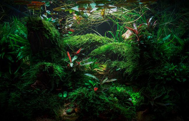 A densely planted freshwater aquarium featuring lush green aquatic plants, moss-covered driftwood, and various red-leafed plants. The scene is naturalistic, resembling a vibrant underwater forest with layered vegetation and floating lily pads near the water's surface.