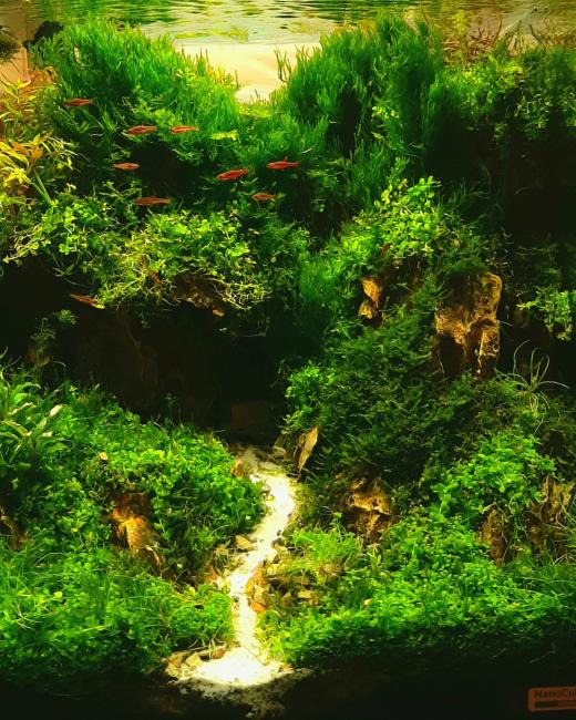 Aquarium design inspired by forest