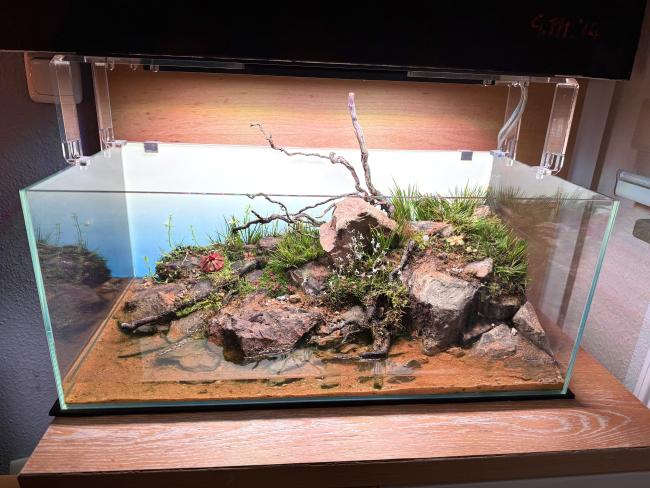 60F paludarium