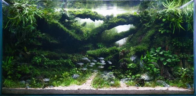The Verdant Labyrinth