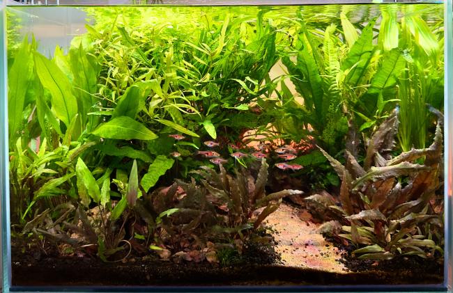 Green Oasis
