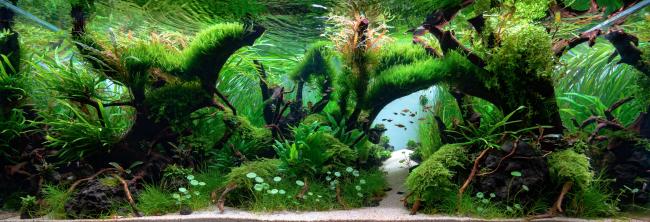 aquarium picture