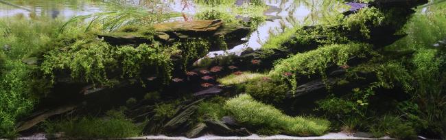 120x50x40 planted aquarium
