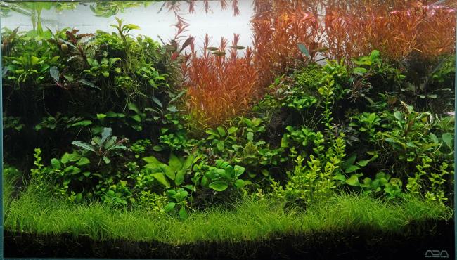 Rotala rotundifolia 'H'Ra surrounded by stones full of Anubias and Bucephalandra in the foreground a meadow of Eleocharis sp. 'Mini