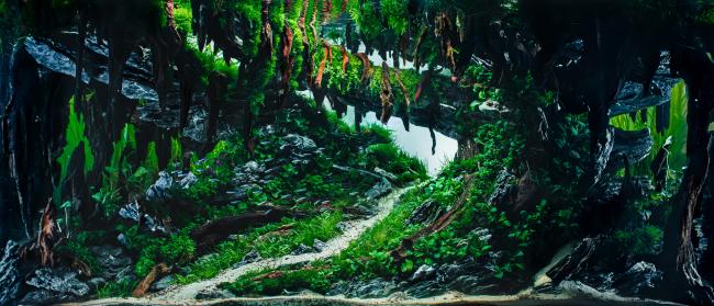 Nature Aquarium