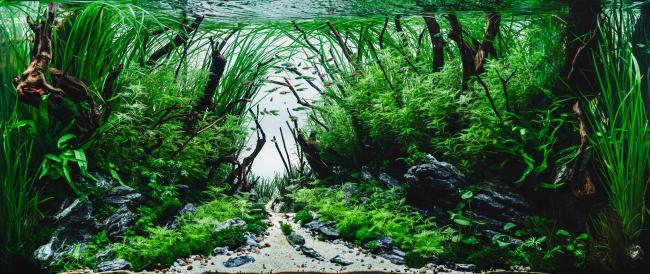 Nature Aquarium Old Forest