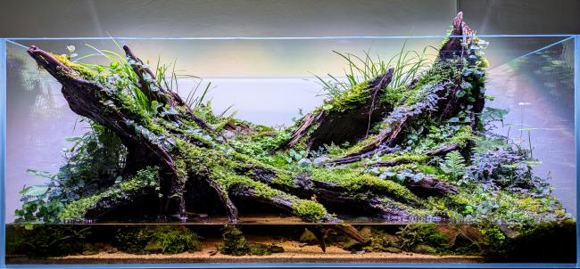 Full display of the Paludarium 