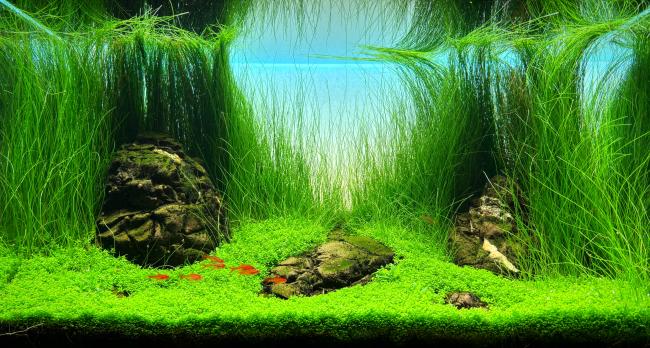 Picture of a Aquarium Iwagumi style