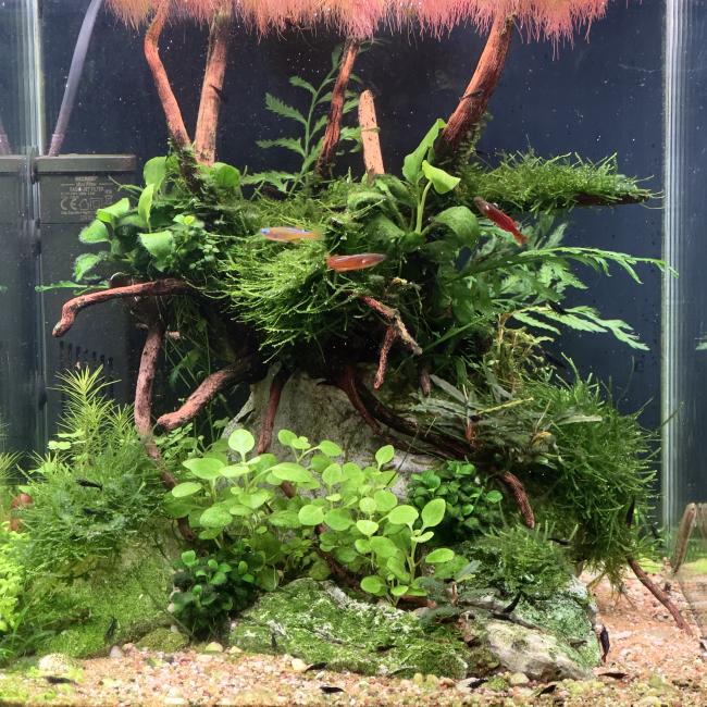 Jungle style aquascape