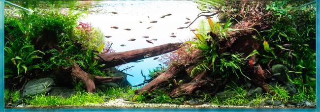120cm Nature Aquarium von Pachi Aquarium
