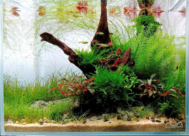Nature Breeze