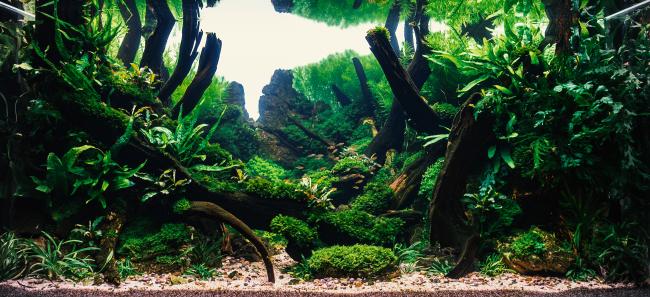 Diorama Scaped Tank