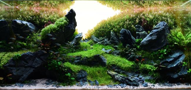 a landscape in which I try to maintain the balance between rocks and plants