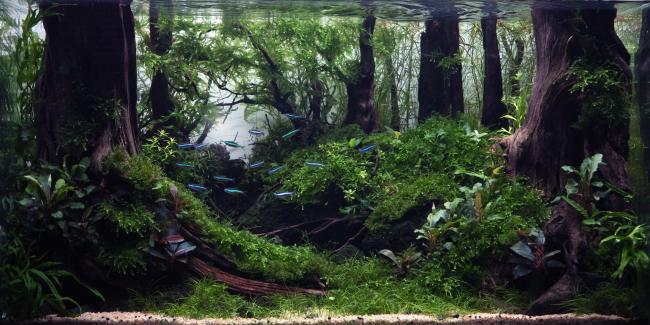 The Waking Forest  - I took inspiration after one of my walks in the forest!