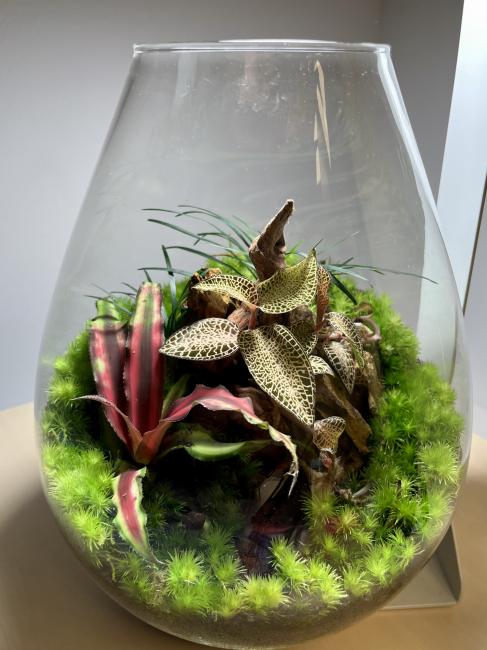 Cyptanthus Red  mit der Orchidee im Moos - Jennifer Claus